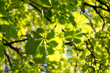 Fototapeta na wymiar Grüne Ahornblätter von unten, Frühling