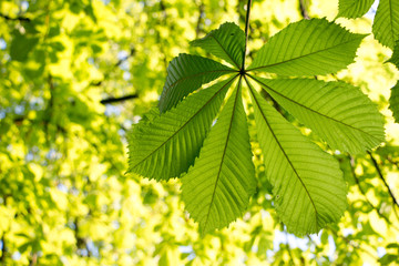 Grünes Ahornblatt von unten, Frühling