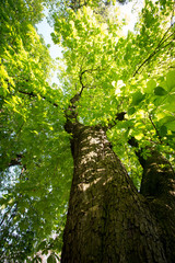Erhabener Ahornbaum mit frischen grünen Blättern im Frühling, Hochformat