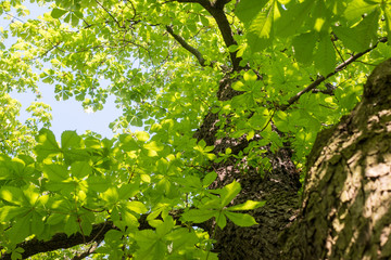 Erhabener Ahornbaum mit frischen grünen Blättern im Frühling, Hochformat