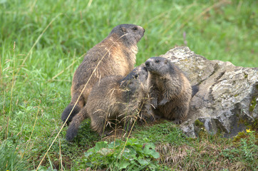 Murmeltiere im Gras