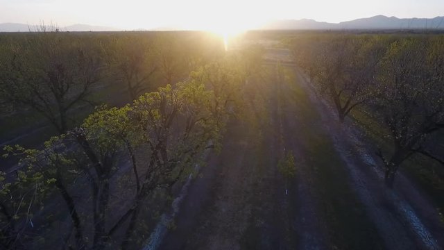 Aerial view of rows of trees in a pecan grove at sunrise
