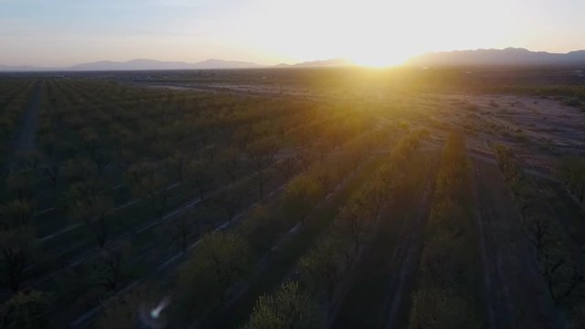 Aerial view of a large pecan grove at sunrise