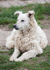 Fototapeta premium white Hungarian Puli dog shepherd lies on the grass