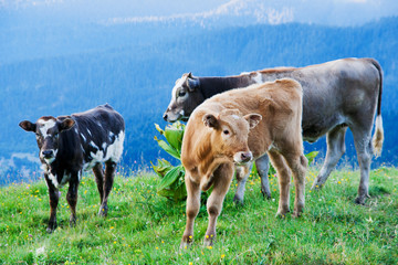 Cows graze on alpine meadows in the Caucasus.