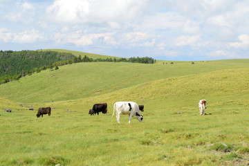 Pasture cattle　美ヶ原高原
