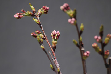 Cherry blossom buds cluster on twig top ready to bloom, isolated over white background