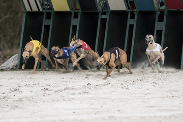course de l&eacute;vriers