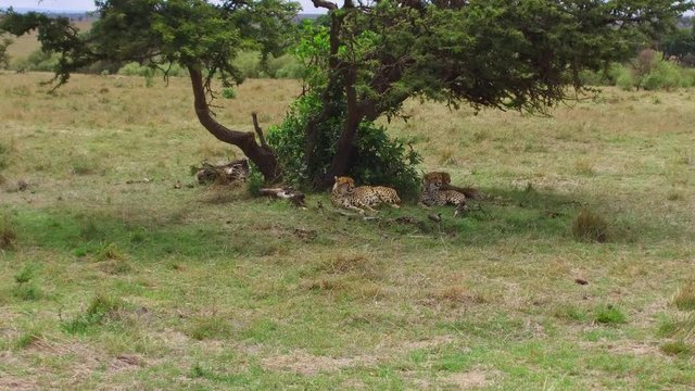 cheetahs lying under tree in savanna at africa