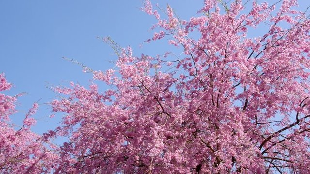 青空と紅枝垂れ桜