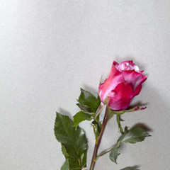 the One red rose on a gray background