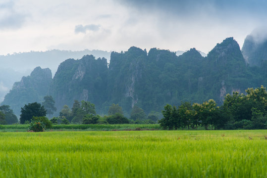 Rice field with mountain background in the moring at Noen Maprang district of Phitsanulok Province, northern Thailand