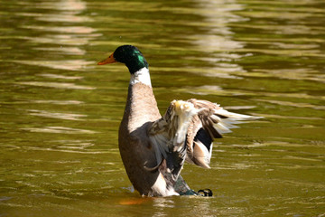 Azorean Duck