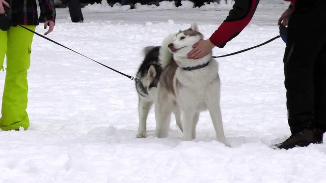 Sport husky dogs. Workers siberian huskies of the North in winter. 