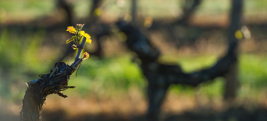 First spring leaves on a trellised vine growing in vineyard