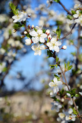 Cherry-plum blossom