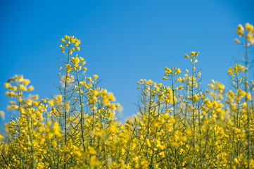 Rapeseed field, Blooming canola flowers