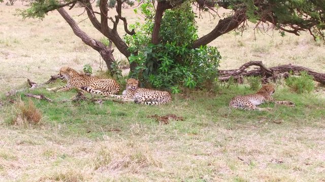 cheetahs lying under tree in savanna at africa