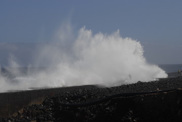 Teneriffa,Palmen,Meer,Blüten