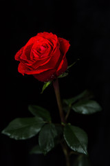 Scarlet rose on black background 