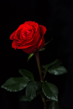 Fototapeta Scarlet rose on black background 
