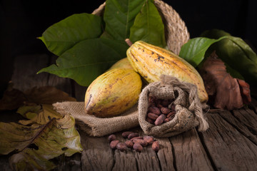 Cacao fruit, raw cacao beans, Cocoa pod on wooden background.