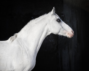 Profile of gray horse head on dark background isolated