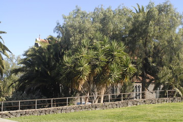 Teneriffa,Palmen,Meer,Blüten
