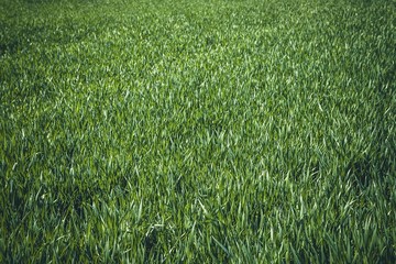 Green wheat field moved by spring wind. Scenic view.
