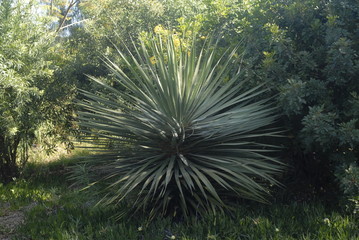 Teneriffa,Palmen,Meer,Blüten