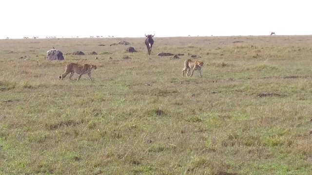 cheetahs and wildebeests in savanna at africa
