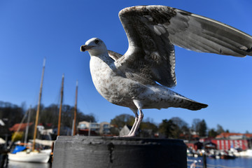 Eine Möwe in Nahaufnahme beim Start imHafen von Eckernförde