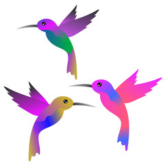 Hummingbirds vector  illustration