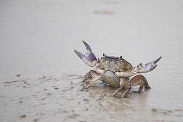 River Crab