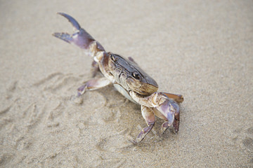 River Crab