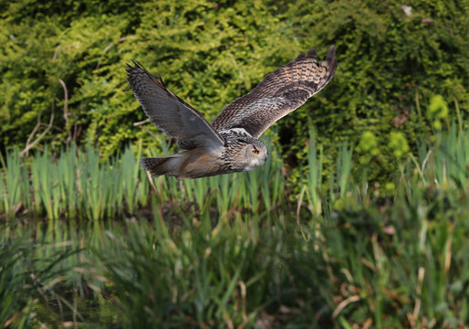 Close up of an Eagle Owl in flight through a wooded copse and pond
