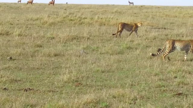 cheetahs hunting in savanna at africa