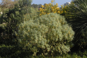 Teneriffa Planzenwelt,Natur,Reisen,Teide