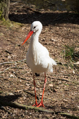 stork - beautiful close up of a stork