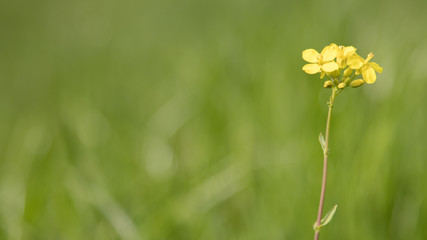 Een gelukkig lentegevoel