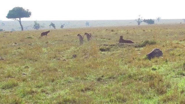 cheetahs and hyena in savanna at africa