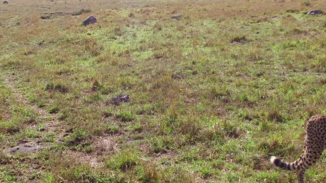 cheetahs hunting in savanna at africa