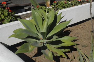Teneriffa Planzenwelt,Natur,Reisen,Teide