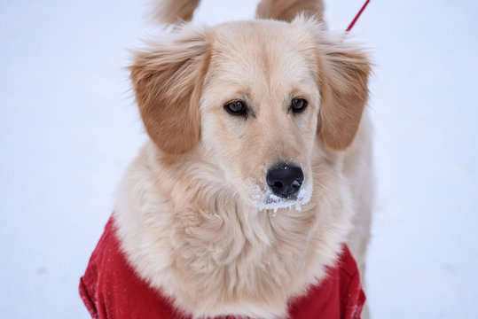 Winter dog portrait