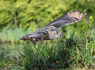 Close up of an Eagle Owl in flight through a wooded copse and pond