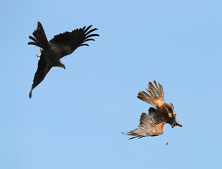 Close up of two black kites catching food in flight