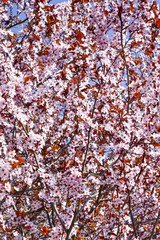 Beautifully blossoming reddish plum blossom. Background. Texture.
Branches of flowering plum with pink flowers.