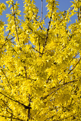 Naklejka na ściany i meble Blooming forsythia bush with golden flowers. Beautifully blooming forsythia in early spring.