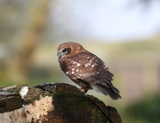 Portrait of a Little Owl perched on a tree stump