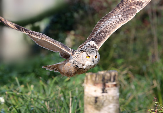 Close up of an Eagle Owl in flight